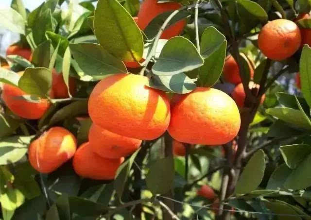 网络第一神剧《屌丝男士》第四季回归 搜狐视频升级喜剧品牌统治力:KY开元·(中国)集团(图2) ky开元·(中国)集团官网